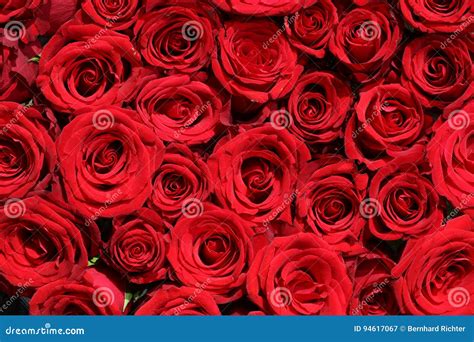 Bunch Of Red Roses Stock Image Image Of Growth Long 94617067