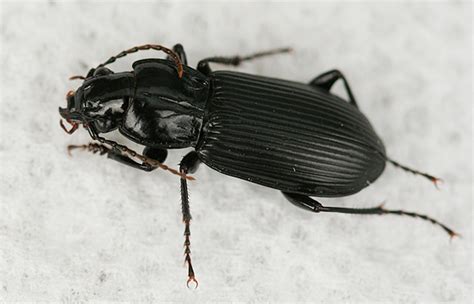 The latest tweets from the black beetle (@theblackbeetle). Black ground beetle - Pterostichus melanarius - BugGuide.Net