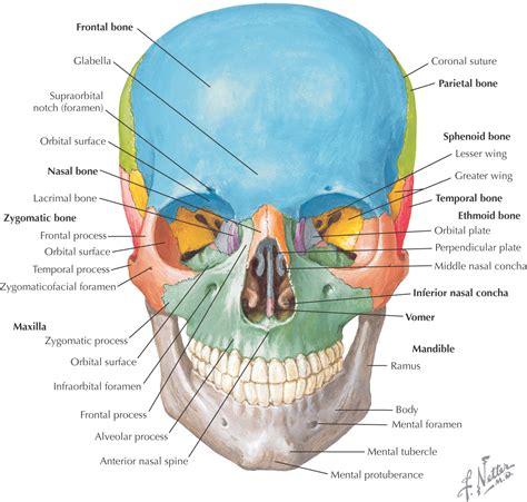 Anterior Aspect Of Skull Skull Posterior View Flashcards Quizlet