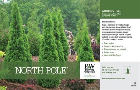 Thuja North Pole® Arborvitae 11x7 Variety Benchcard Proven Winners