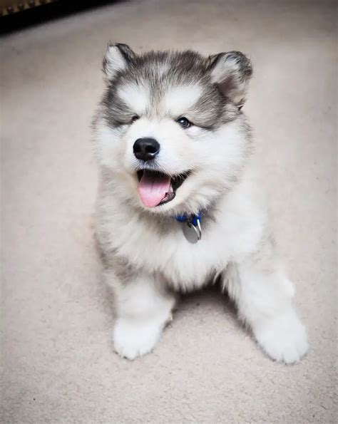 Are Malamute Pups The Most Adorable Fluffs