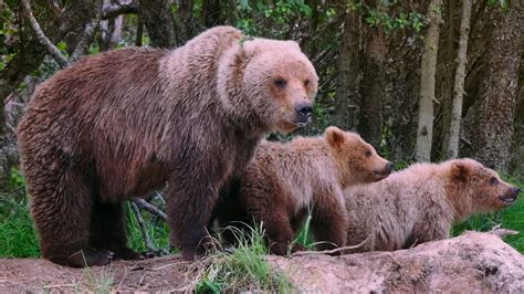 We Hear Ya Mama Bear Even Grizzly Bear Cubs Are Extremely Exhausting