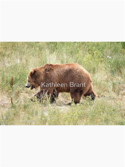 Grizzly Bear Poster For Sale By Gurineb Redbubble