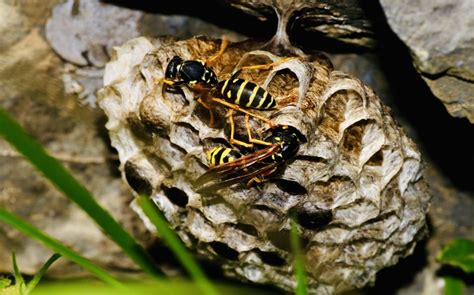 How To Get Rid Of A Wasps Nest Safely Dawson‘s Australia