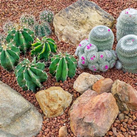 30 Desert Landscaping Plant Ideas To Perfect Your Garden Desert