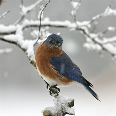 Winter Birds In Eastern Pa Best Pictures Collections Kaemfret Blog