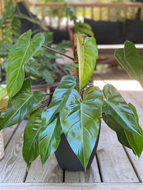 Philodendron Varieties For Your Houseplant Collection Bob Vila