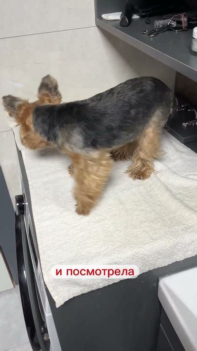 Осмотр ветеринара! Как приучить собаку к походу в клинику? #ветеринар # ...