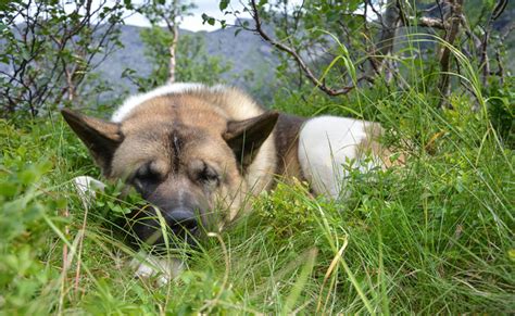 L Occlusion Intestinale Chez Le Chien Causes Sympt Mes Et Traitement