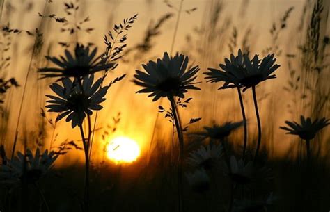 I Love These Daisies Sunset Pictures Flower Show Relaxing Bath