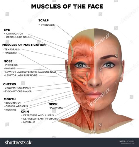 Face Muscles Anatomy Muscles Of The Face Face Anatomy Muscle Anatomy