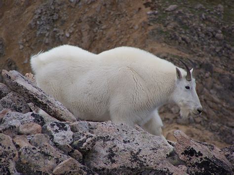 Filemountain Goat On Mount Huron In Colorado Image 1 Wikimedia