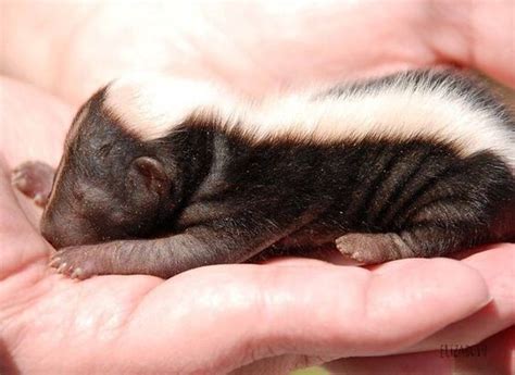 12 Baby Skunks That Are Just Too Stinkin Cute Artofit