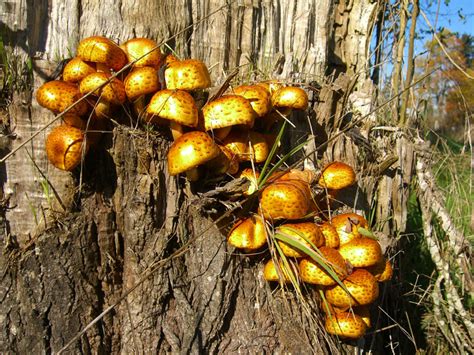 Edibles From The Ford Pinchot National Forest Mushroom Hunting And