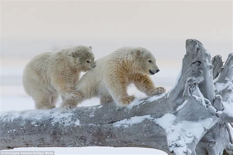 Polar Bear Cubs Facts Interesting Facts About Baby Polar