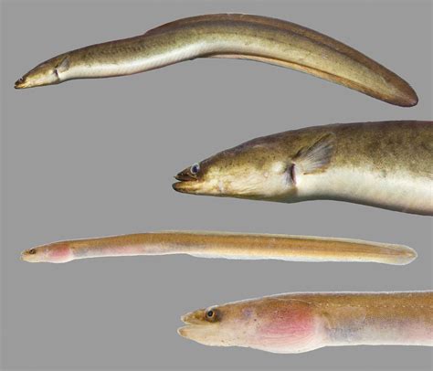 american eel