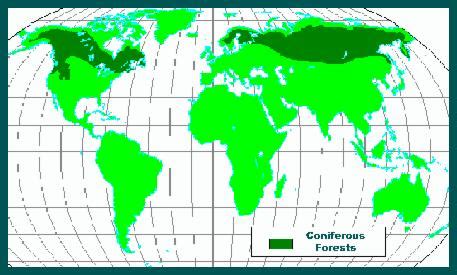 Total forest and tree cover rises to 24.56% of the total geographical area of india. Temperate Coniferous Forest - Wonderful West Wild Wilderness
