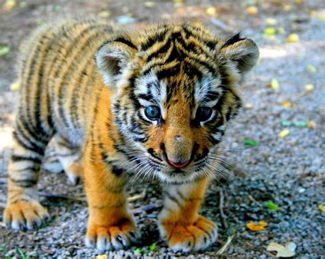 Cute Tiger Baby Beautyful Nature Pinterest Babies