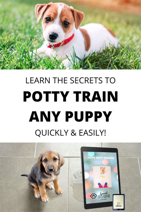 ⭐potty Train Your Puppy Quickly And Easily⭐