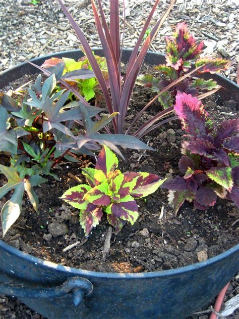 Flowers For Full Sun Heat Pot Contains Four Types Of