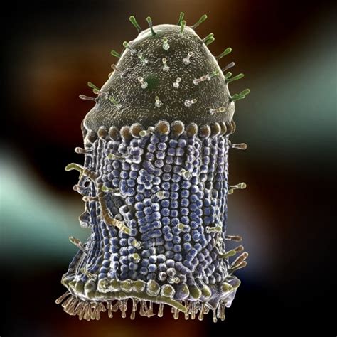 The junin virus is associated with argentine hemorrhagic fever. rabies virus 3d model