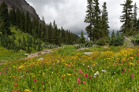Sunlit Meadow And Pine Forest By Cascade Colors In 2022 Mountain