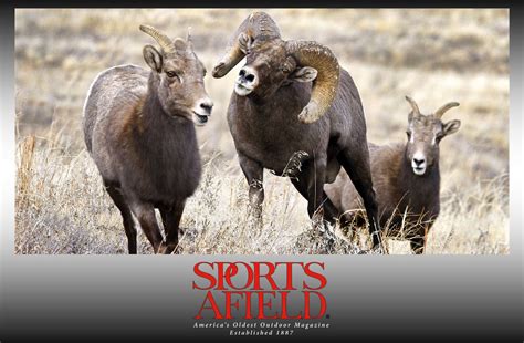 Sports Afield Wild Sheep Are A Conservation Success