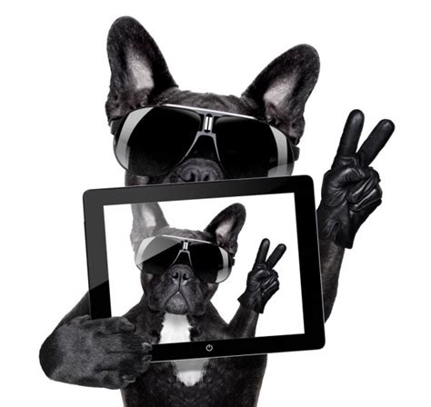Selfie Dog — Stock Photo © Damedeeso 45762715