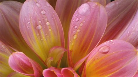 Plants Dahlia Water Drops On Flower Pink And Yellow