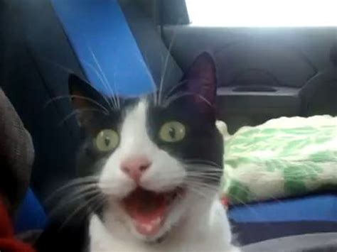 Shocked Cat Has The Greatest Omg Face