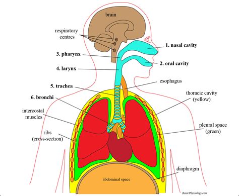Respiratory System Diagram Not Labeled