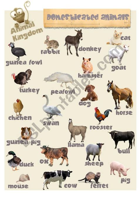 Animal Kingdom Domesticated Animals Esl Worksheet By Book Geek