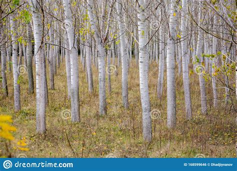 Tree Progression Nature Perspective Poplars Stock Photo Image Of