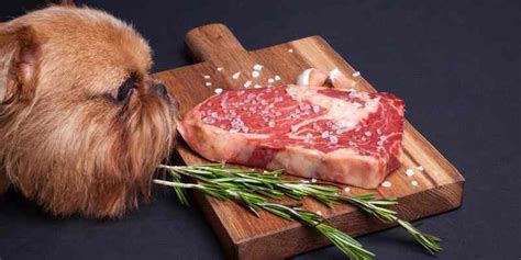 Talking with your vet about the cat food you provide and following the directions on the label will. Can Dogs Eat Steak? Cooked or Raw? (+Vet's advices included)