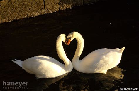 Two Swans Kiss And Create A Heart Shape H2meyer Photography