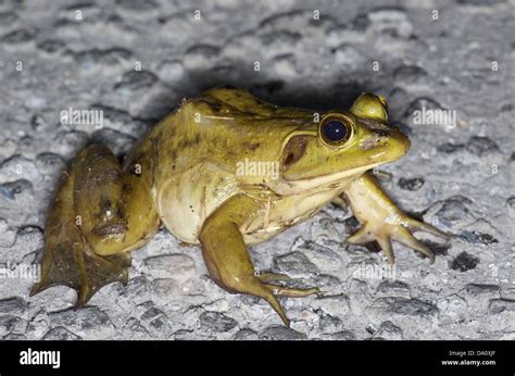 A Large Adult Pig Frog Lithobates Grylio On The Main Park Road In