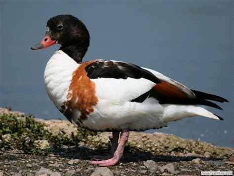 Identify Shelduck Wildfowl Photography