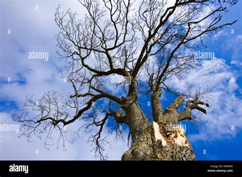 Oak Tree The Elan Valley Rhayader Mid Wales Uk Stock Photo Alamy