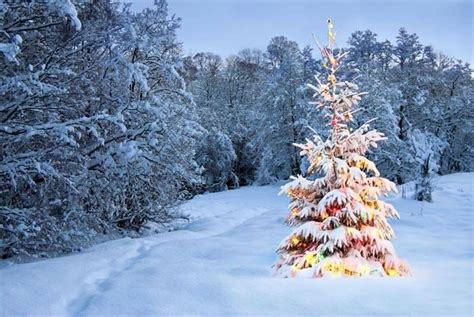 Snow Covered Christmas Tree In Snowy Woods Christmas Tree With Snow