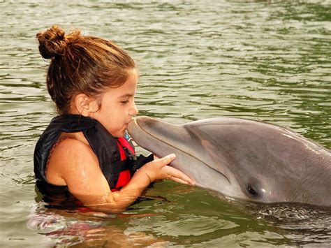 Dolphin Quest Oahu Swim With Dolphin May Tours In Hawaii
