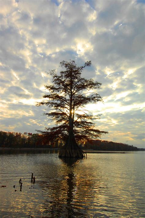 Guest Blog Kayaking Seven Mile Island And Coffee Slough Alabama