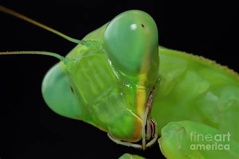 Praying Mantis Photograph By Richard Brooksscience Photo Library