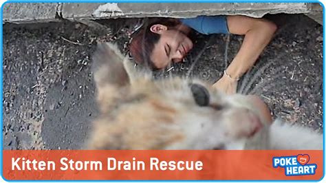Storm Drain Kitten Rescue Youtube