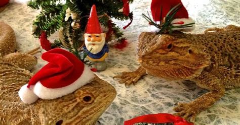 Bearded Dragon Dressed For Christmas The Spirit Of Christmas Lizards