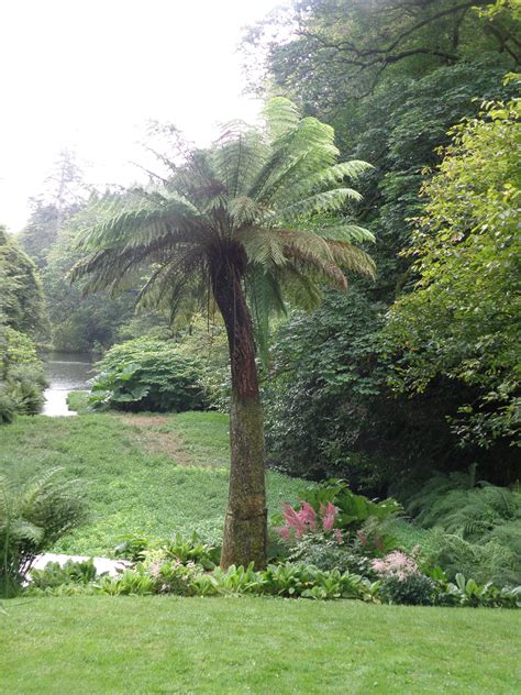 Antarctica has a number of mountain summits, including the transantarctic mountains, which divide the continent into eastern and western regions. Dicksonia antarctica - Mark McNee