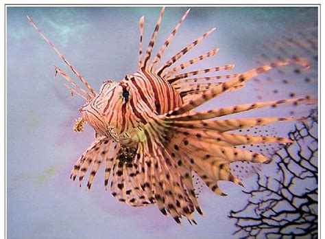 Lionfish Ocean Fish Sea Hd Wallpaper Peakpx