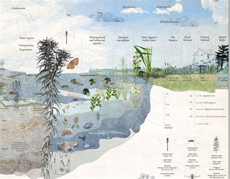 Wetland Illustration On Behance Landscape Architecture Drawing
