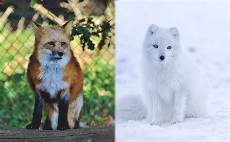Red Fox Vs Arctic Fox What Are The Differences Pet Keen