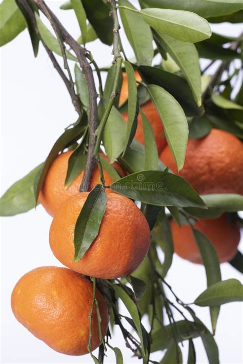 Ripe Mandarin Orange On Branches With Green Leaves Isolated Stock Photo