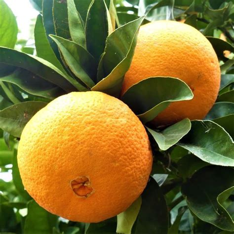 Everything You Wanted To Know About Navel Oranges Yarden